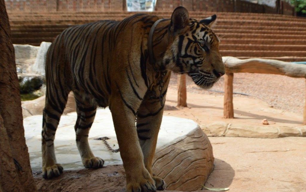 Bangkok Tiger